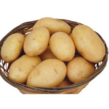 Los precios de la patata fresca de alta calidad exportan el precio de la patata fresca de la patata por la tonelada